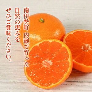 先行予約 内瀬みかん 約5kg アサヒ農園 / みかん 