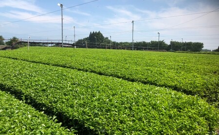 球磨茶【錦かおり：誉】玉緑茶 お茶 茶葉 
