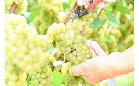 《山形県産ぶどう100％》月山山麓 シャルドネヴィンテージ 白ワイン 辛口 （720ml×６本）　053-E-CK022