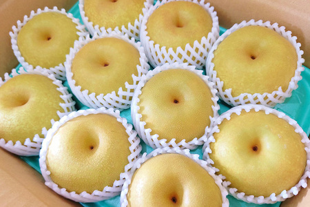 【2026年先行予約】たかはし果樹園 謹製 新潟県産和梨 幸水 約3kg《8月中旬～順次配送》こうすい