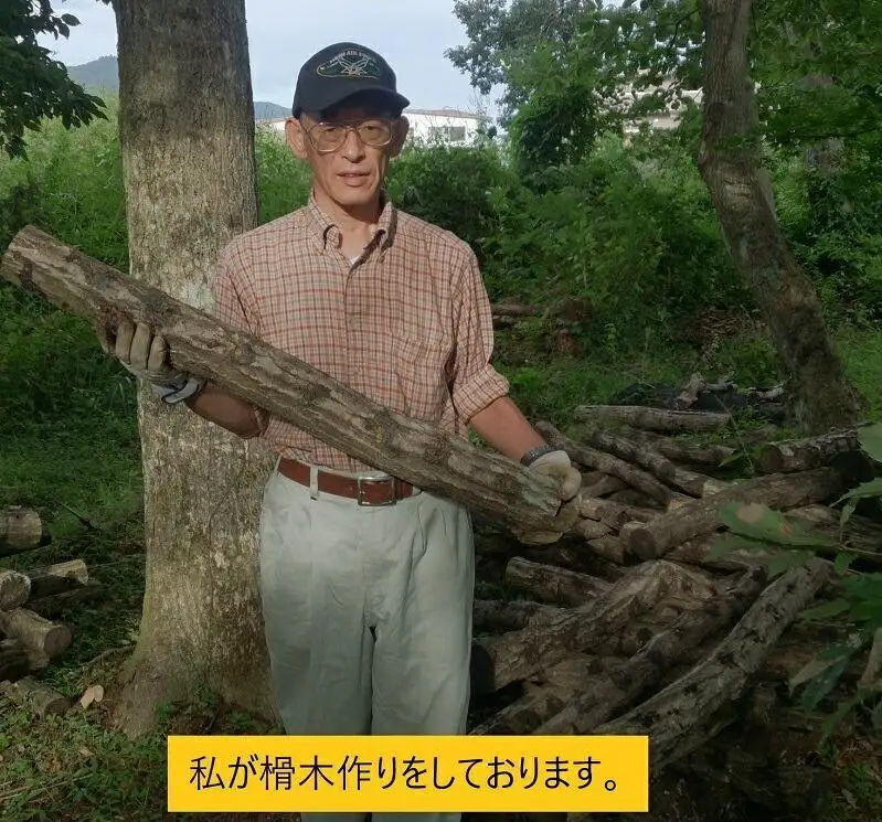 【2026年8月下旬からお届け】原木シイタケ榾木