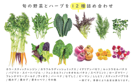 フレッシュグループ淡路島彩り野菜と香るハーブセット　野菜詰め合わせ