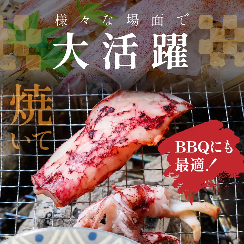 【先行予約】白イカケンサキ正味1.5kg しろいか