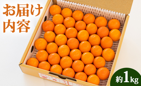 【先行受付】きんかん 約1kg 完熟 きんかん ku-0032