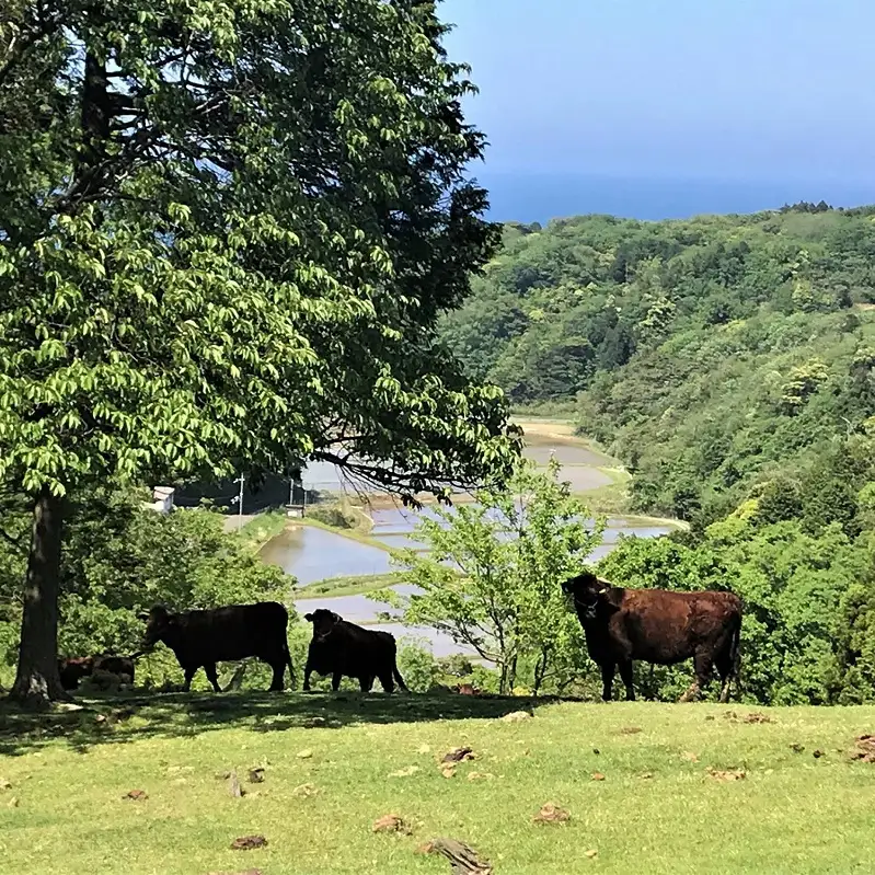 【カレー】黒ニンニクと牛すじ肉の米粉カレー5袋
