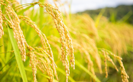 令和7年産 特別栽培米つやっ娘米 5kg 丹後こしひかり お米 米 ご飯 コシヒカリ つやっ娘 丹後 宮津 京都 海の京都 特別栽培米 グルメ 