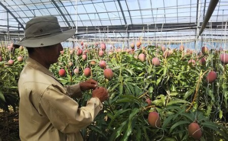 【化粧箱入】【先行受付・2026年発送】神谷ファームのマンゴー（極）約2Kg - 先行予約 沖縄県産 産地直送 南国フルーツ 旬の味覚 季節の果物 贈り物 ギフト 沖縄県 八重瀬町