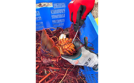 漁師直送　新鮮！朝獲れ活伊勢海老1kg【出荷：10月上旬～12月中旬】 伊勢エビ 冷蔵