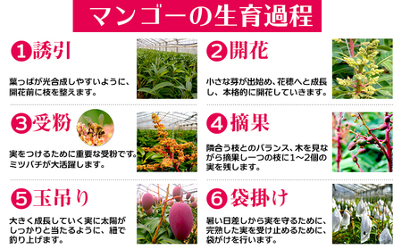 マンゴー【2026年発送】サンライズファーム 自宅用マンゴー 約2kg（4～6玉）