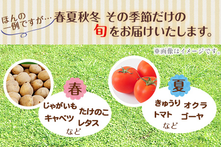 熊本県大津町産 季節の野菜セット(6～8種類)《60日以内に出荷予定(土日祝除く)》野菜 冷蔵 JA菊池 大津中央支所 とれたて市場