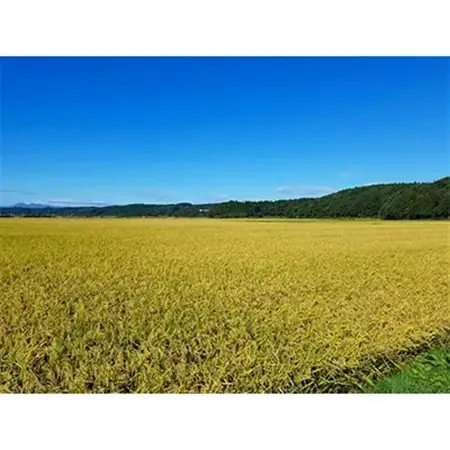 【令和7年産】青森県産まっしぐら10kg【配送不可地域：離島・沖縄県】【1017940】