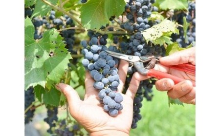 No.039 武蔵ワイナリー  農薬不使用ワイン 小川小公子2017 750ml ／ お酒 赤ワイン 自然派ワイン＜武蔵ワイナリー＞【埼玉県小川町】