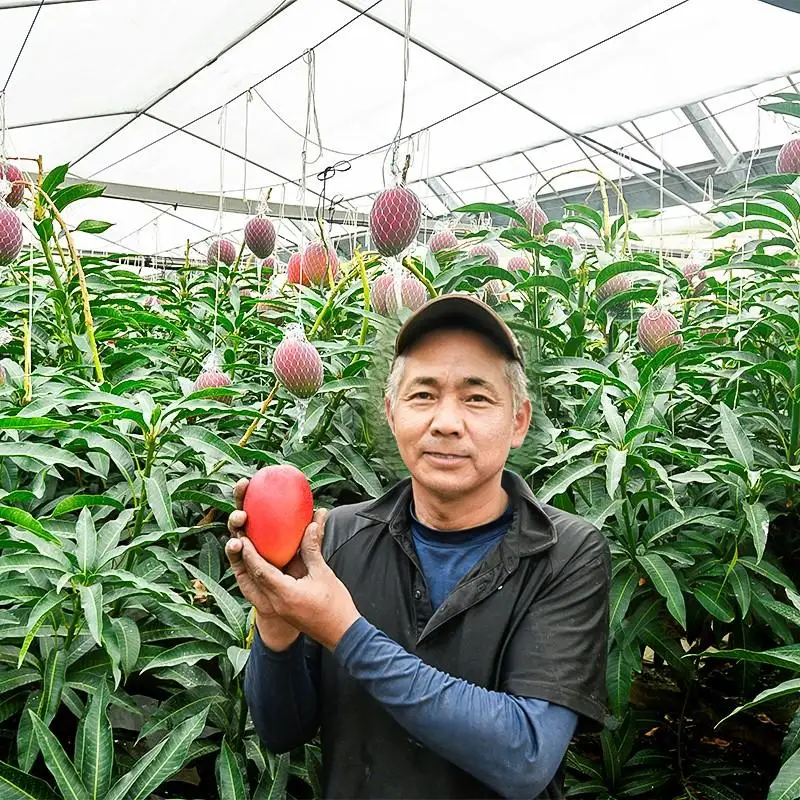 西都市産完熟マンゴー2玉（900g～1kg）薗田農園 【先行予約】＜37-1a＞2026年発送