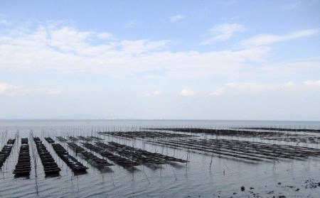 DE162 有明海産 潮の舞（塩のり・8切8枚入）　4袋 [長崎県 島原市]