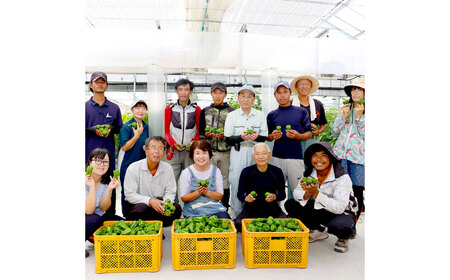 高知県産 植田ファームのこだわりピーマン 3kg ピーマン 甘い 新鮮野菜 サラダ 野菜 おかず 詰め合わせ 絶品 お取り寄せ 美味しい 料理 おうちごはん 新鮮【株式会社　植田ファーム】 [BQAT003]
