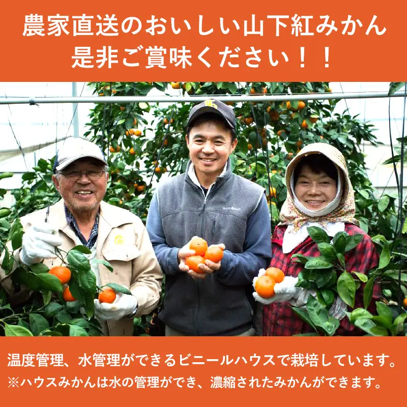 『先行予約』【令和8年11月発送】山下紅みかん(ハウス栽培)唐津産 5kg ミカン 蜜柑 果物 フルーツ