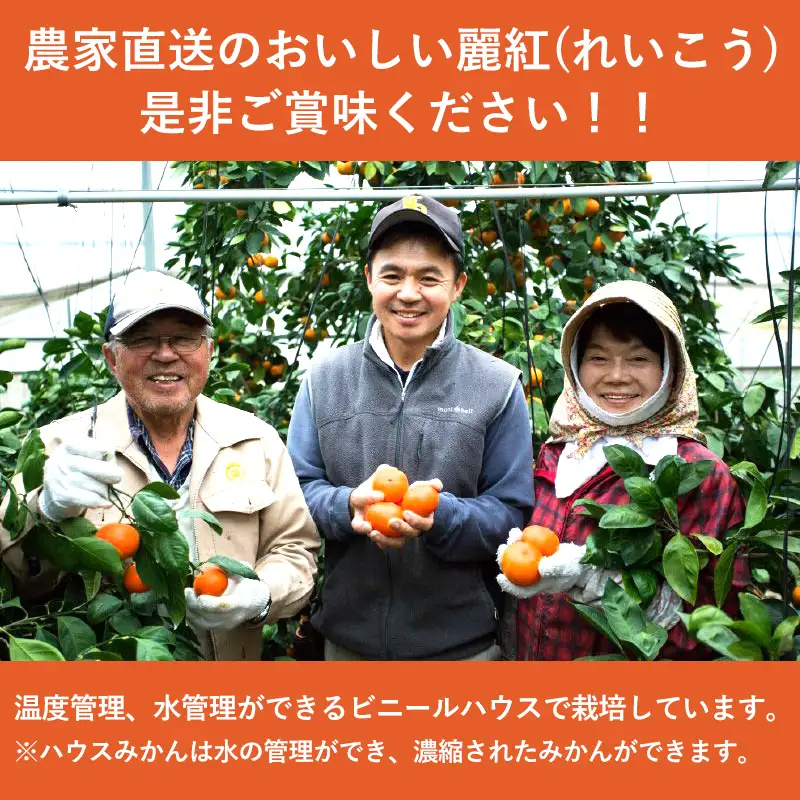『予約受付』【令和9年1月下旬発送】麗紅(れいこう) ハウス栽培 唐津産 2.5kg 混合サイズ みかん 蜜柑 柑橘 果物 フルーツ
