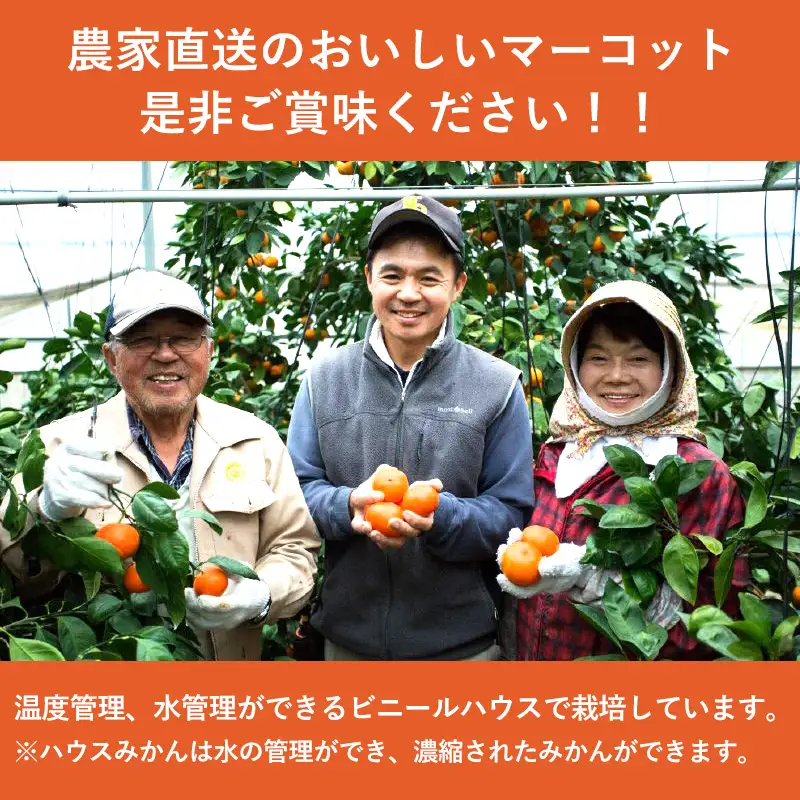 『先行予約』【令和9年2月中旬発送】マーコット（ハウス栽培）唐津産 5kg みかん ミカン 果物 フルーツ