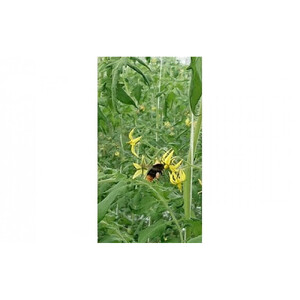 高糖度フルーツトマト糖度8以上