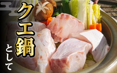 【1週間以内発送】対馬産 幻の高級魚 クエ 2kg [WAA003] くえ  スピード発送 最速発送 最短発送