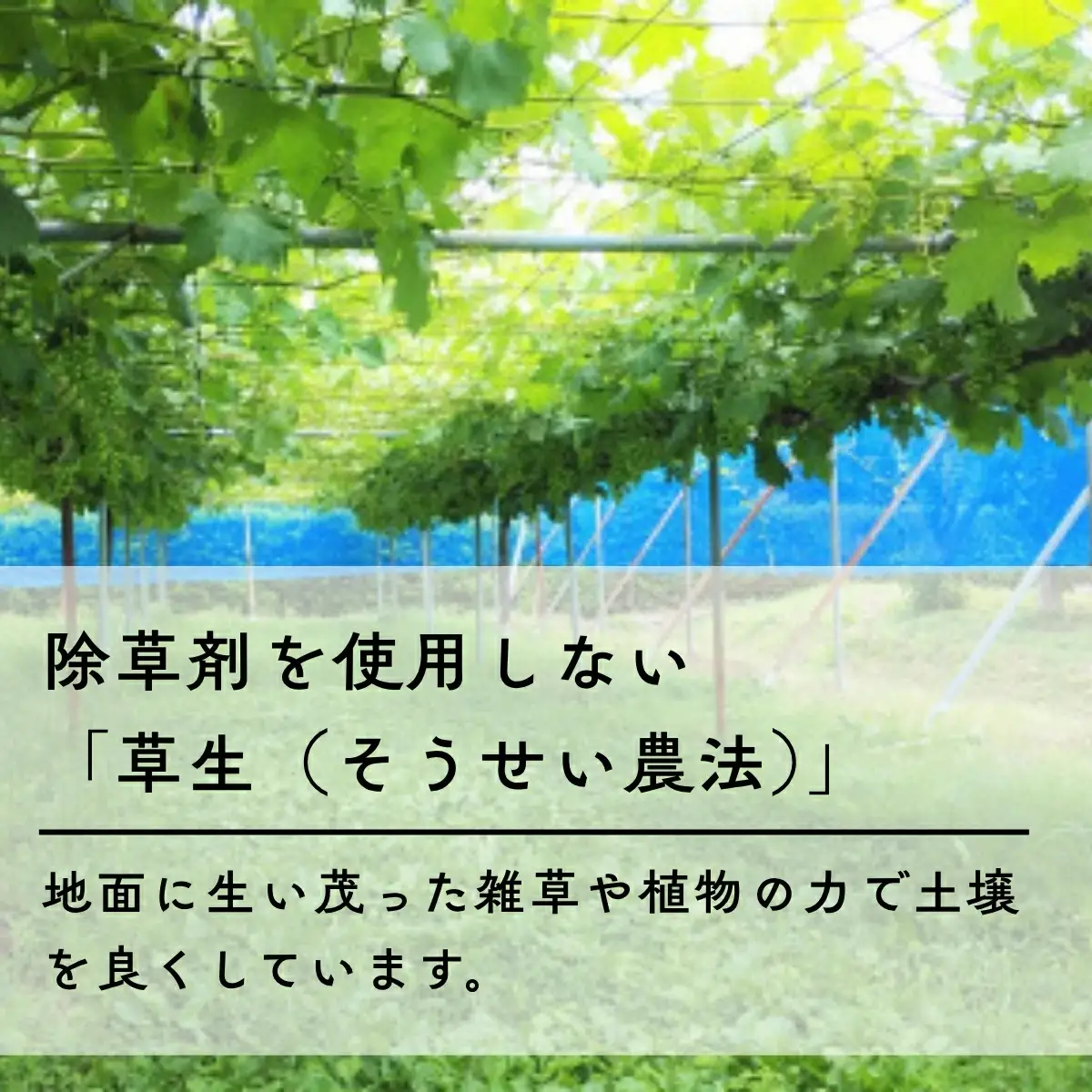シャインマスカット 黒系ぶどうセット 1kg | シャインマスカット