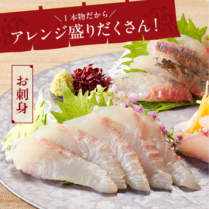 【12ヶ月定期便】大和海商の朝どれ鮮魚直送便　 2.5㎏ N072-YG0257