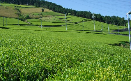 深むし茶味の逸品 100g×2缶 お茶 緑茶 深蒸し茶