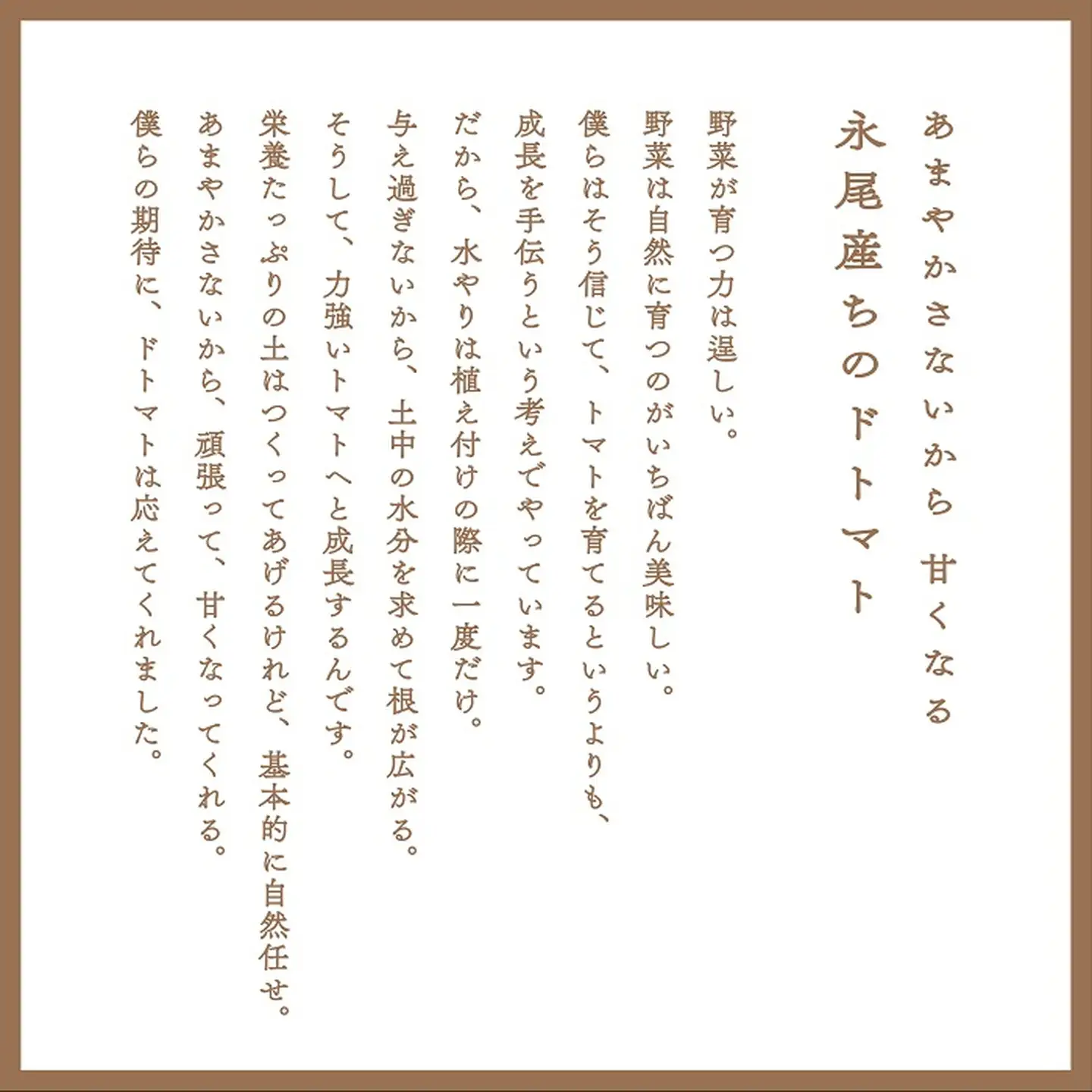 【人気】甘さとコクがド級！ドトマト1号 とまと 野菜：B140-010