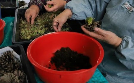 ミニ観賞用植物 いぶすき松びっくり2個 ほーぷ IB089-001 観葉植物 観葉植物