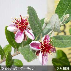 大苗 フェイジョア(品種おまかせ) 苗木 ＜すだ農園＞
