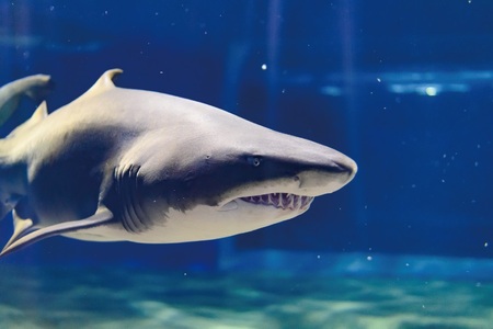 アクアワールド 茨城県 大洗 水族館 年間パスポート 大人1名 小・中学生1名 大洗 チケット _AQ010
