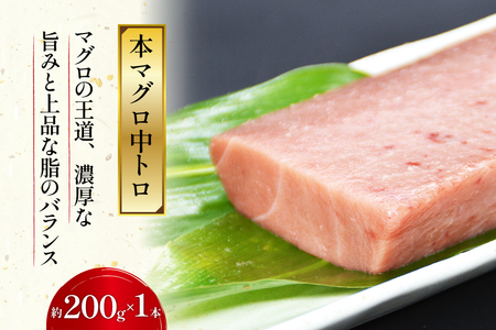 北かつのマグロ 中トロセット まぐろ まぐろ まぐろ [北かつ商事 宮城県 気仙沼市 20563599]