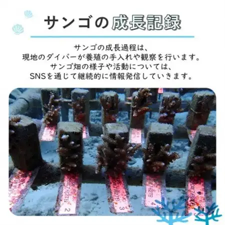 離れていても応援できる!国頭村の「サンゴ株主」プログラム1株【1579236】