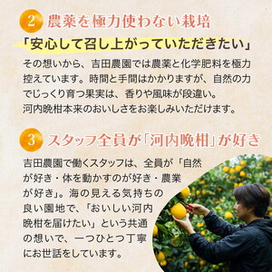 愛南産の河内晩柑10kg(約22～32個) ＜柑橘 希少 果物 国産 フルーツ みかん 蜜柑  和製 グレープフルーツ ブランド 愛媛 果実 ビタミン ＞ 　※北海道・沖縄・離島への配送不可　※2026年4月上旬～8月上旬頃に順次発送予定