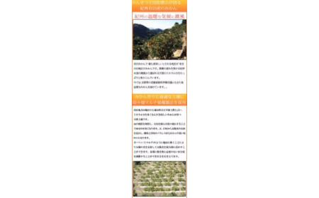 【先行予約】【ご家庭用訳あり】紀州和歌山有田産温州みかん5kg