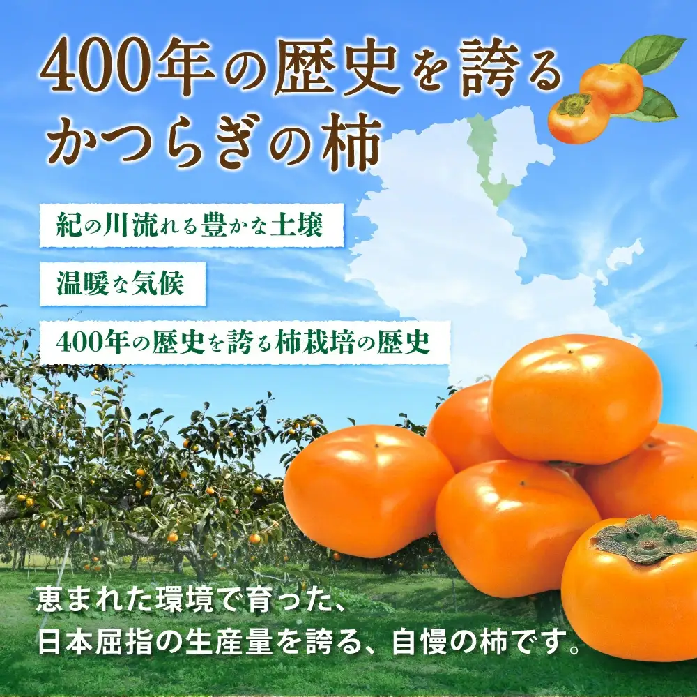 柿 【贈答用秀品】和歌山県産 平核無柿8～13玉【10月上旬から11月上旬頃順次発送】【MG4w】【S96005-mtgn049】