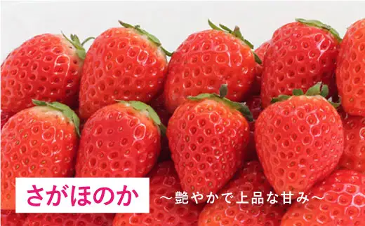 【先行予約】【全3回定期便・1月発送開始】さがほのか・いちごさん 計12P（4P×3回） |イチゴ いちご 苺 フルーツ 果物 佐賀県産 佐賀産 旬| 吉野ヶ里町/リエンサーク [FCC005]