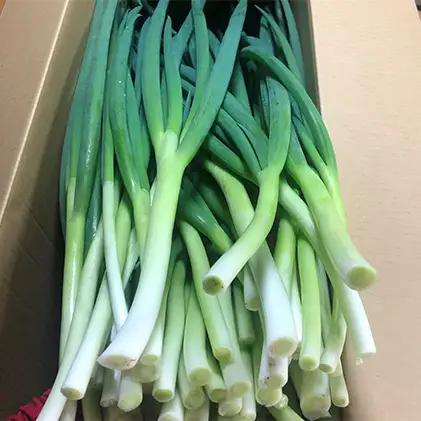 生産農家直送 京野菜・九条ねぎ3kg〈ねぎ ネギ 葱 九条ねぎ 京野菜 京都 新鮮 甘い 農家直送 野菜〉 