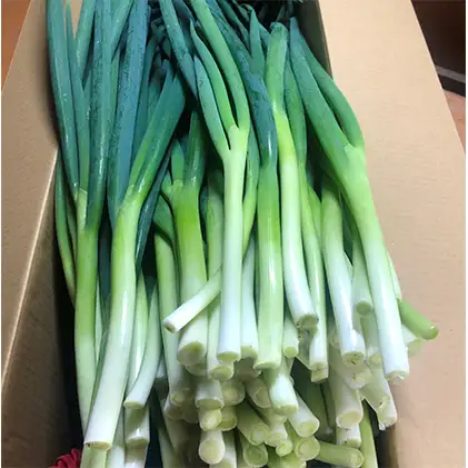 生産農家直送 京野菜・九条ねぎ5kg〈ねぎ ネギ 葱 九条ねぎ 京野菜 京都 新鮮 甘い 農家直送 野菜〉 