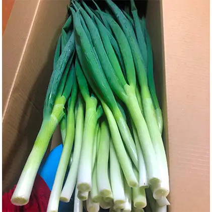 生産農家直送 京野菜・九条ねぎ2kg〈ねぎ ネギ 葱 九条ねぎ 京野菜 京都 新鮮 甘い 農家直送 野菜〉 