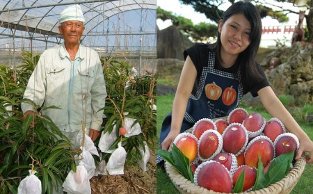 【先行受付】【2026年発送】ミナミマンゴーハウスのアップルマンゴー 家庭用 約2kg（4～7玉）- 先行予約 沖縄県産 産地直送 南国フルーツ 旬の味覚 ご自宅用 オススメ 沖縄県 八重瀬町