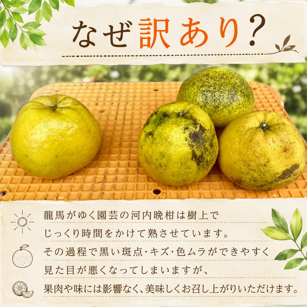 龍馬がゆく園芸の河内晩柑9kg（訳あり）