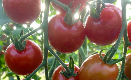 北海道仁木町産 ミニトマト100％ジュース 1000ml×3本 栽培期間中 除草剤・化学農薬・化学肥料不使用 野菜ジュース 果汁飲料 野菜飲料 野菜 [iori farm hokkaido]