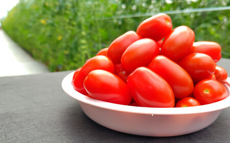 ミニトマト 「北海道ルビー」 （1kg）とミニトマトジュース（200ml×5本）セット 野菜 トマト ミニトマト 高糖度  飲料 ジュース 北海道 浦臼町 【2026年6月下旬～2026年10月下旬発送予定】 