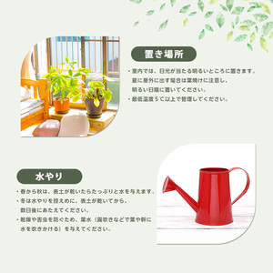 2026年3月上旬～発送【観葉植物】パキラ80cm～100cm(鎌ヶ迫園芸場/IB086-004) 南国鹿児島県で育った 観葉植物！植物 鉢付 インテリア 室内 オフィス おしゃれ プレゼント ギフト 開店祝い 移転祝い マイナスイオン 観葉植物 ※北海道・沖縄・離島配送不可