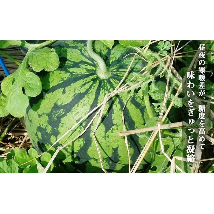 先行予約【高級】八色原すいか大玉２玉【2026年7月下旬発送】【お届け日時指定不可】