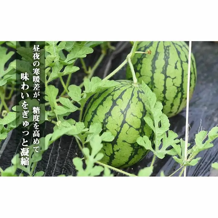 先行予約【高級】八色原すいか小玉４玉【2026年7月中旬発送】【お届け日時指定不可】