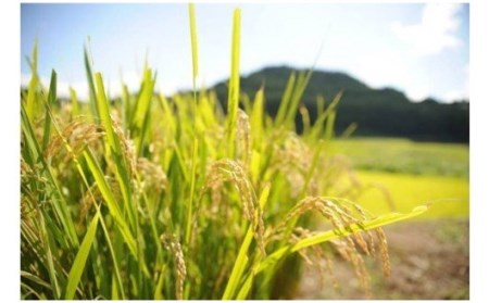 【予約受付】令和8年産・新米 のんびり米 6kg 令和8年産 南小国産 新米 米 白米 玄米 玄米対応可能 3kg 2袋 ご飯 ごはん お米 無農薬 農薬不使用 産地直送 河津農林 熊本 阿蘇 南小国町 送料無料