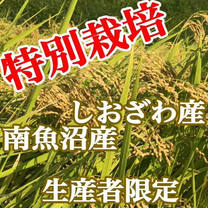【令和7年産】特別栽培 生産者限定 南魚沼しおざわ産コシヒカリ10Kg【銘柄米 ブランド米 精米 こしひかり コシヒカリ 魚沼産 新潟米 産地直送 お米 米 こめ コメ ご飯 御飯 ごはん】