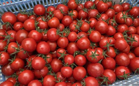 【2026年発送】【中富良野町】寺坂農園ミニトマト　ほれまる　2kg 【BF-005】